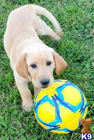 club4paws Picture 1